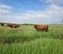 Brown cows grazing in a pasture. 
