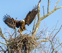 A Bald Eagle bringing a fish back to its nest at Occoquan Bay National Wildlife Refuge