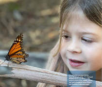 A girl admires a monarch butterfly perched on a branch