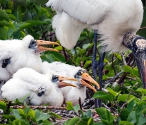 A parent wood stork, on the right, cares for three young nestlings, two to three weeks old.