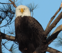 Adult bald eagle sitting on limb of pine tree looking straight at photographer.