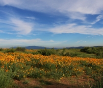 landscape of green field filled with orange flowers