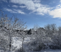 Photo of trees covered in Snow