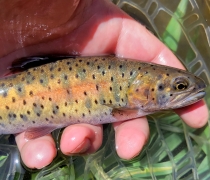 A close up of a Lahontan cutthroat trout, a fish with a gold body, dark spots and a faint red stripe.