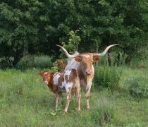 Longhorn Cow and Calf by Kenny Seals 