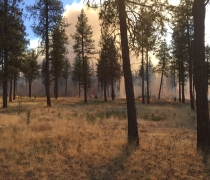 View of a prescribed burn in a pine forest