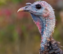 Image of turkey head