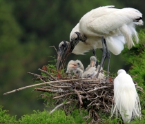 Wood stork with chicks on nest