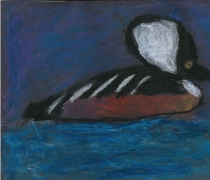 Chalk and Pastel drawing of Hooded Merganser Duck