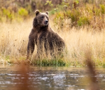Kodiak brown bear sitting by the edge of a river.