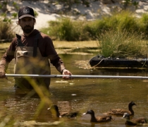 A Laysan duck team member captures Laysan ducks at Sand Island.