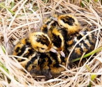 A bird nest with three chicks in it. 