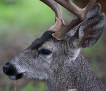 Reelfoot NWR Deer Quota Hunt