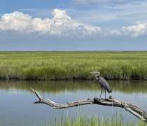 A great blue heron on a tree limb hanging over the water with a green salt marsh in the background