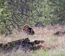 A male turkey spreads its tail feathers while standing in some grass