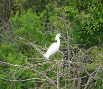 Snowy Egret perched on a tree on Saint Catherine Creek National Wildlife Refuge