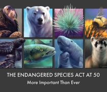 graphic of multiple endangered species
