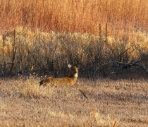 White-tailed doe laying in the grass