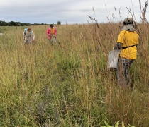 Volunteers collecting seeds in a prairie