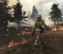 Firefighter in uniform walks in woody area carrying torch to start fire, with smoke wafting in the background