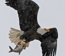  A mature bald eagle flying in the snow with a grey fish in its talons.