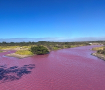 Pink waters on Keālia Pond National Wildlife Refuge from halobacteria bloom