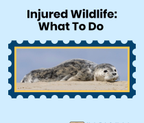 Oregon Coast Injured Wildlife: What To Do with a small baby harbor seal