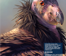 An illustration of a California condor