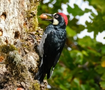 An acorn woodpecker places an acorn in one of many small, round hollows along a tree trunk.