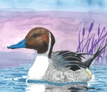 A Junior Duck Stamp entry of a Northern pintail duck created by Lauren Park, age 8. The piece is titled A Duck in the Misty Sunset.