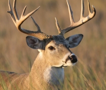 A beautiful 10 point white-tailed deer standing in high grass at Laguna Atascosa NWR