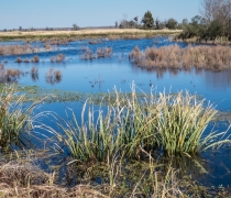 Freshwater impoundment at Savannah NWR