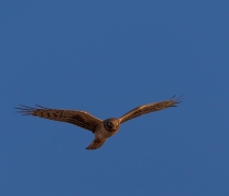 A light and dark brown bird of prey soaring in the blue sky