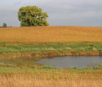 Prairie and wetland in fall with oak tree on horizon