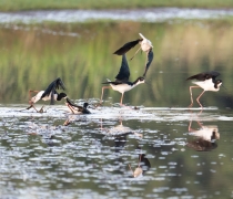 Five skinny black and white birds with long pink legs mob each other in a chaotic wetlands scene.