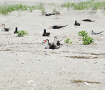 Black skimmers nest on the beach