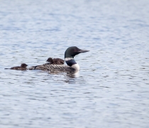 Adult male loon in summer plumage in water with two young