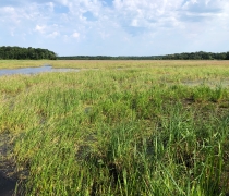 wild rice in a wetland with blue sky and white clouds