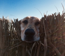 Hunting Dog looking through brush.