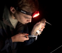 Conservation professional banding an American woodcock 