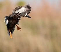 blue-winged teal landing in wetland habitats on the refuge.