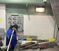 Hatchery staff move adult steelhead from a large metal table. There are several large fish scattered across a wet industrial table.