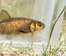 A small brassy colored fish with a light colored background.