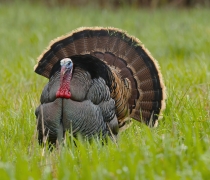 Large bird with fanned tail, blue head, and red throat on a grass field