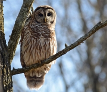 Barred Owl