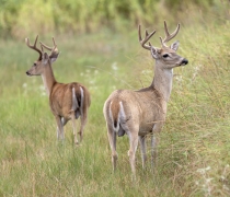 Two male deer standing in a grassy field.