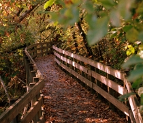 Boardwalk trail during the Fall season
