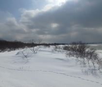 Winter scene on salt marsh with an animal print trail in the snow.