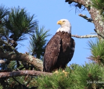 Bald Eagle adult in pitch pine tree