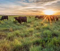 Cattle grazing on Kirwin NWR
